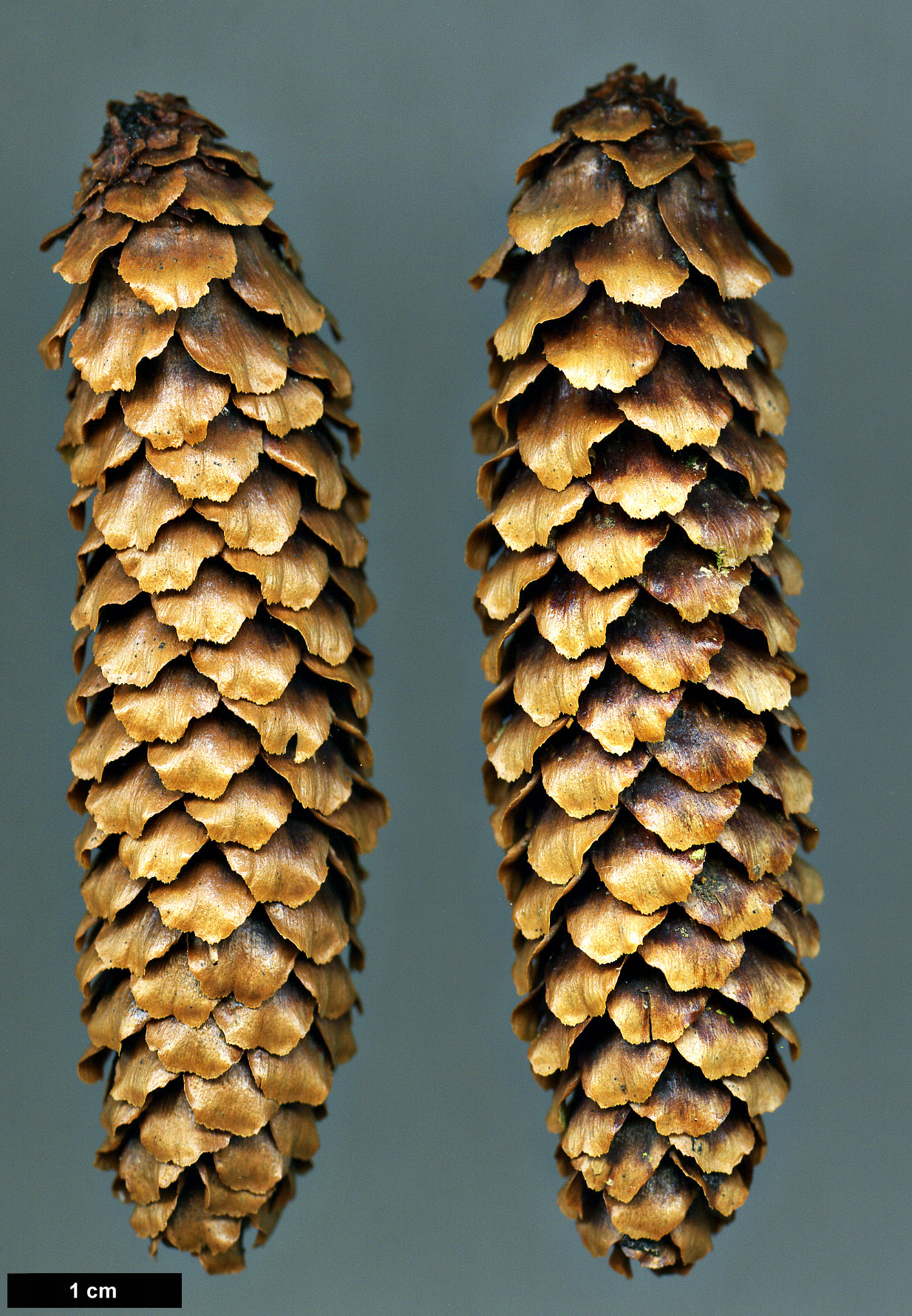 High resolution image: Family: Pinaceae - Genus: Picea - Taxon: jezoensis - SpeciesSub: subsp. hondoensis